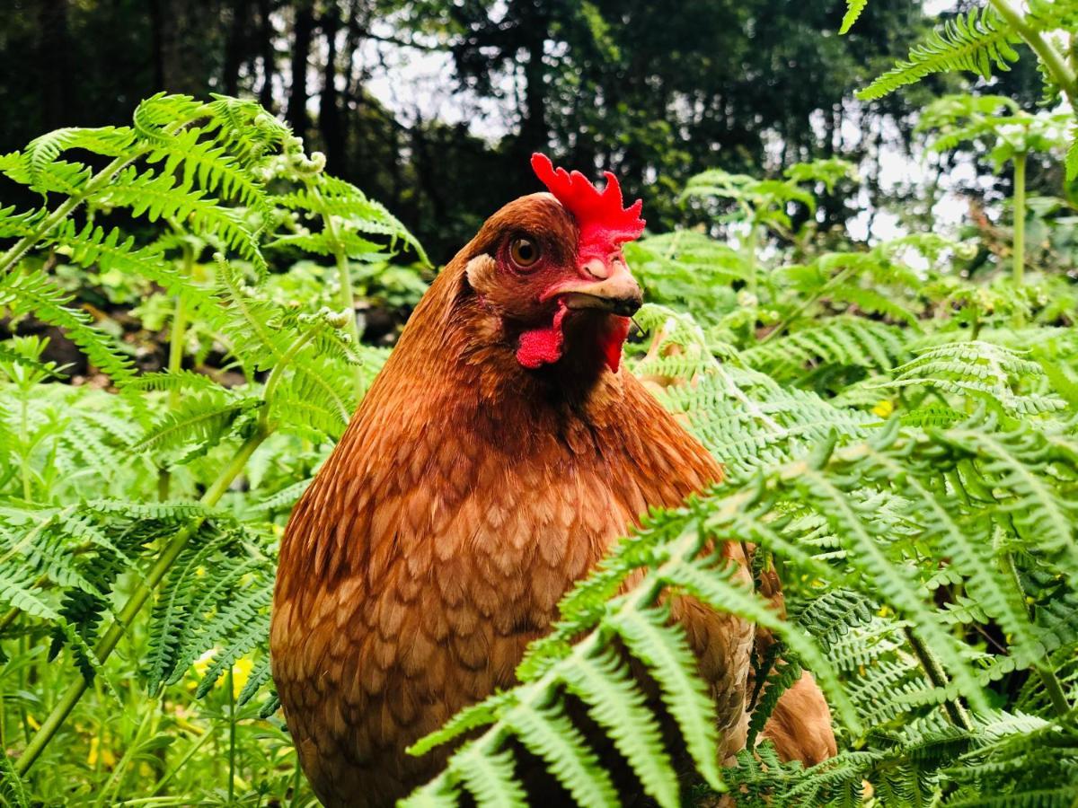 Quinta Pereirinha Farm - A Private 3 Bedroom Vacation Home, Close To Hiking W Ocean Views - Pico Island, Azores Sao Roque do Pico Bagian luar foto