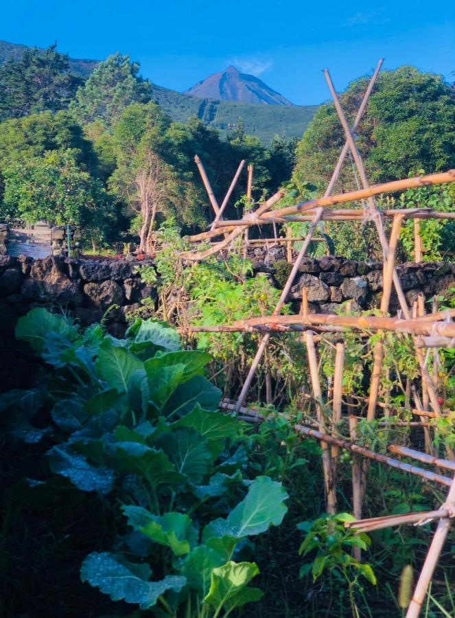 Quinta Pereirinha Farm - A Private 3 Bedroom Vacation Home, Close To Hiking W Ocean Views - Pico Island, Azores Sao Roque do Pico Bagian luar foto